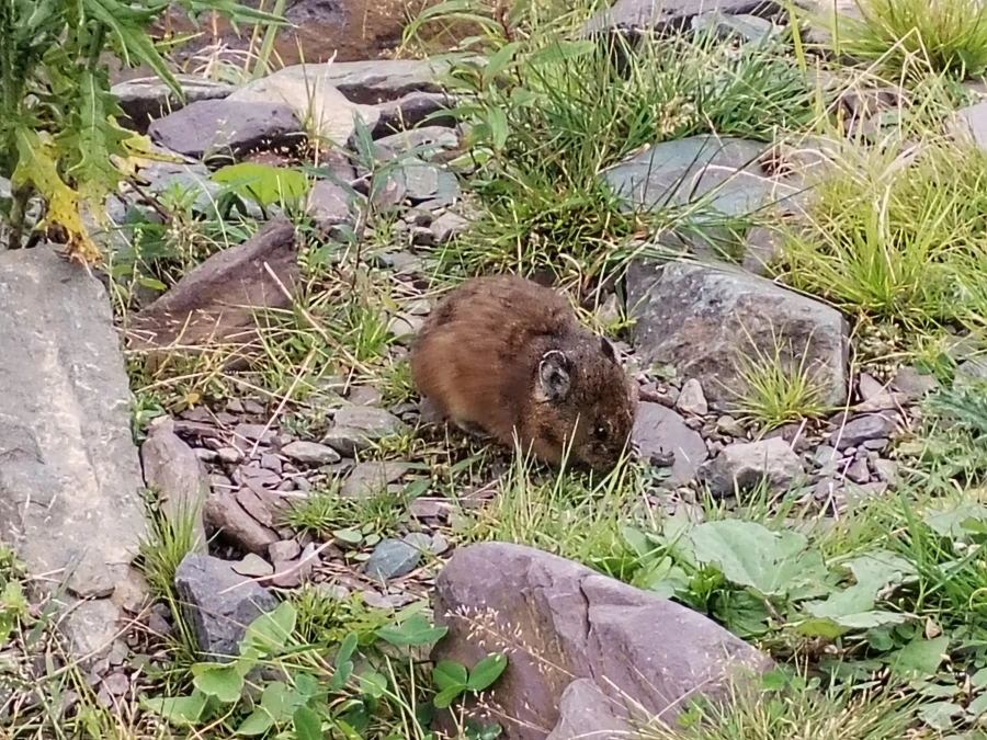 Виды и красоты Телецкого озера. 