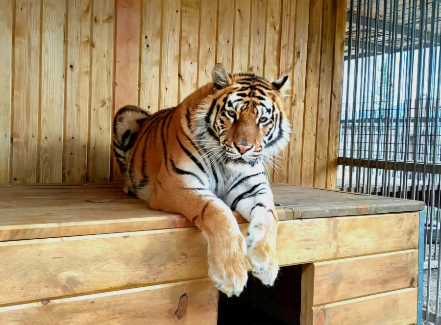 Обитатели зоопарка &quot;Таежный&quot;.