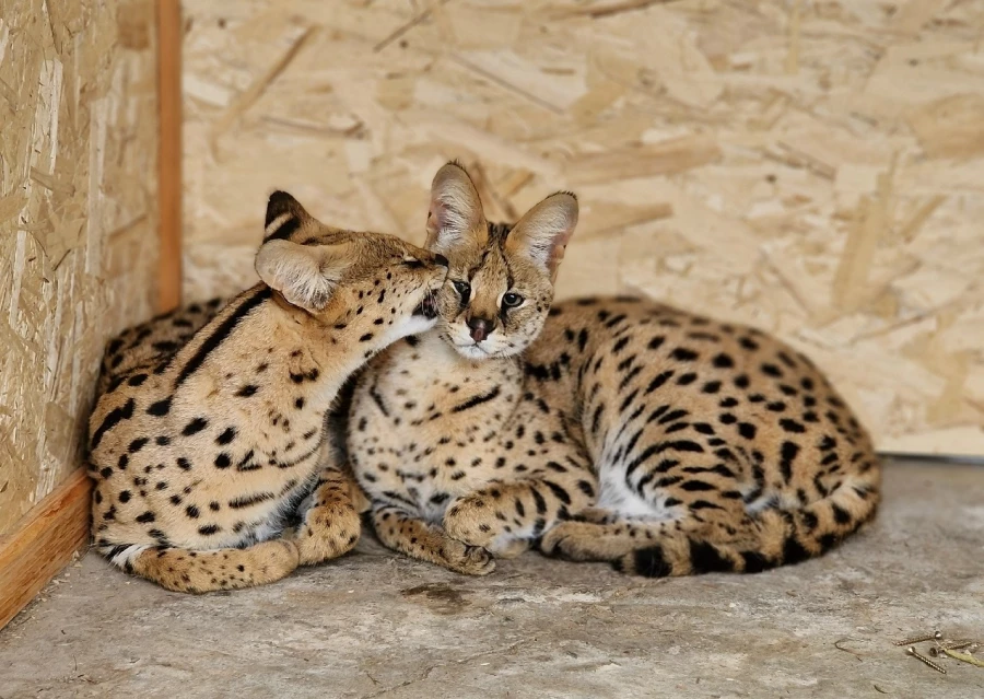 Обитатели зоопарка &quot;Таежный&quot;.