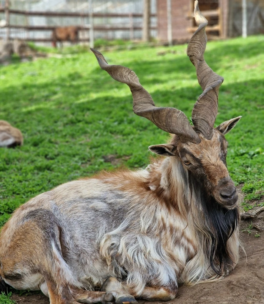 Обитатели зоопарка &quot;Таежный&quot;.