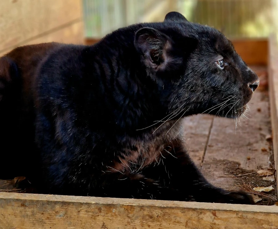 Обитатели зоопарка &quot;Таежный&quot;.