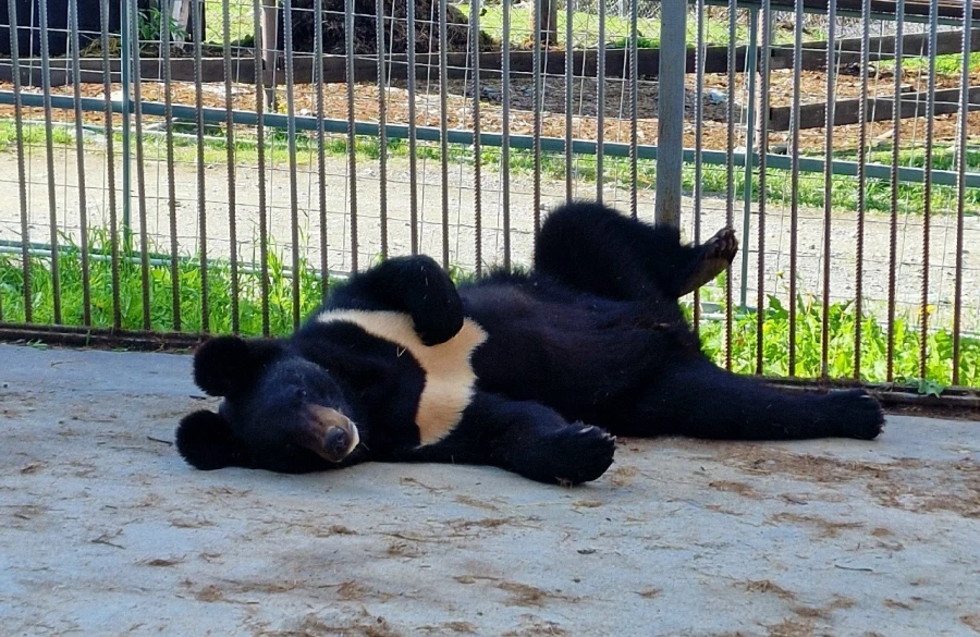 Обитатели зоопарка &quot;Таежный&quot;.