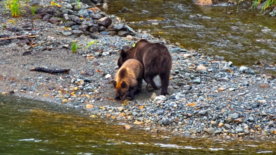 Медвежонок с мамой-медведицей в Алтайском заповеднике.