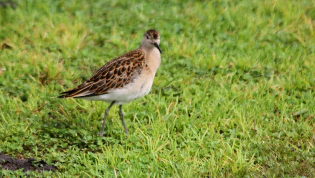 Редкий турухтан 