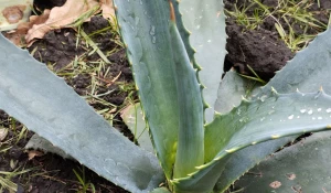 Голубая агава