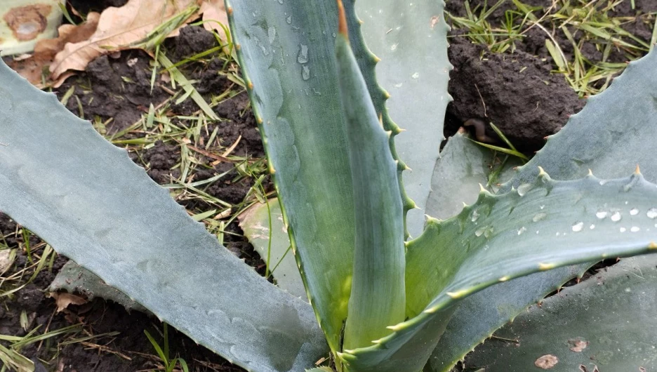 Голубая агава