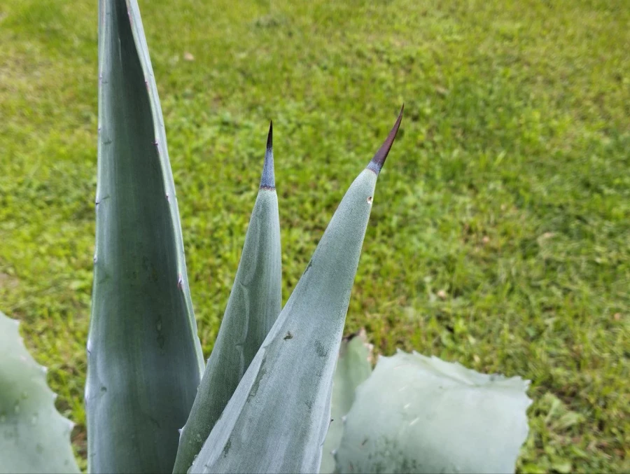 Голубая агава