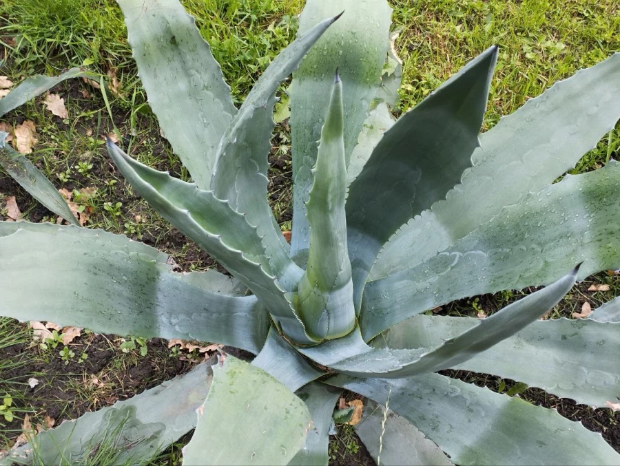 Голубая агава