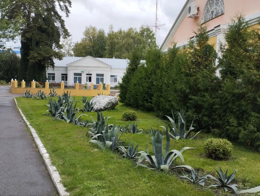 Голубая агава