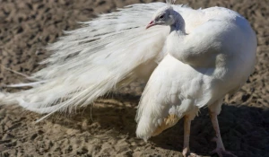 Павлин Сахарок.