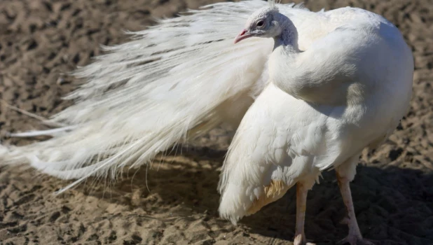 Павлин Сахарок.