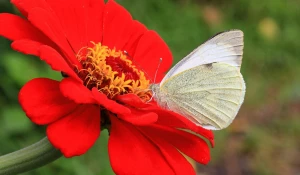 Насекомые опыляют цветы на Алтае.