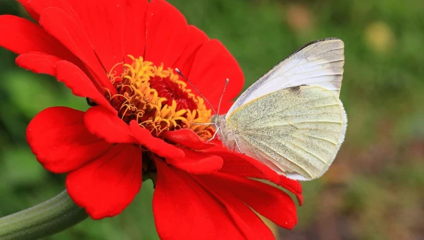 Насекомые опыляют цветы на Алтае.