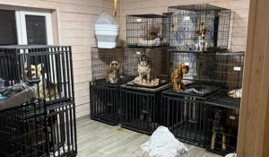 Собаки в зоогостинице садистов