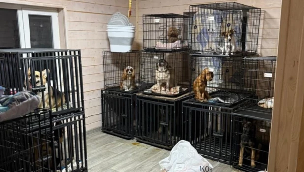 Собаки в зоогостинице садистов