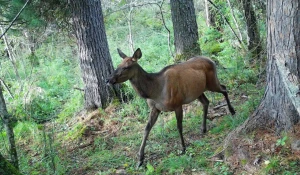 Олени и медведи перед зимой