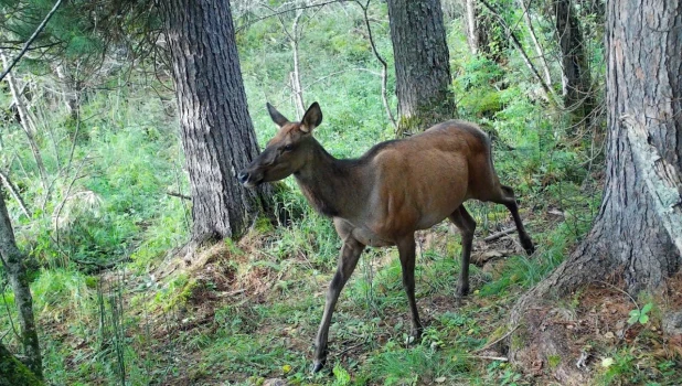 Олени и медведи перед зимой
