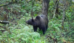 Олени и медведи перед зимой
