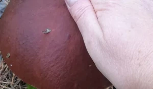 Грибы в Алтайском крае