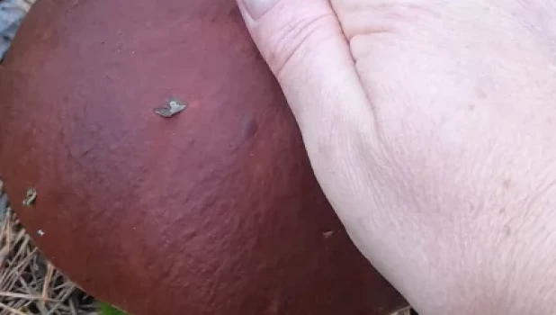 Грибы в Алтайском крае