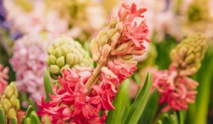 Луковичные цветы.