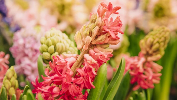 Луковичные цветы.