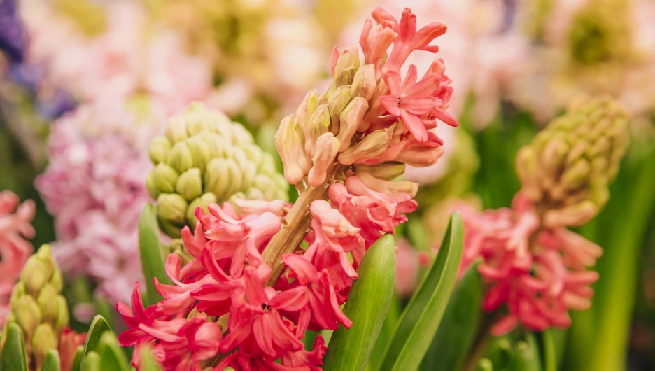 Луковичные цветы.