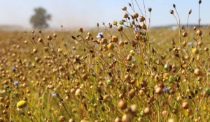 Поля маличного льна