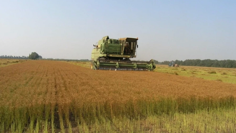 Поля маличного льна