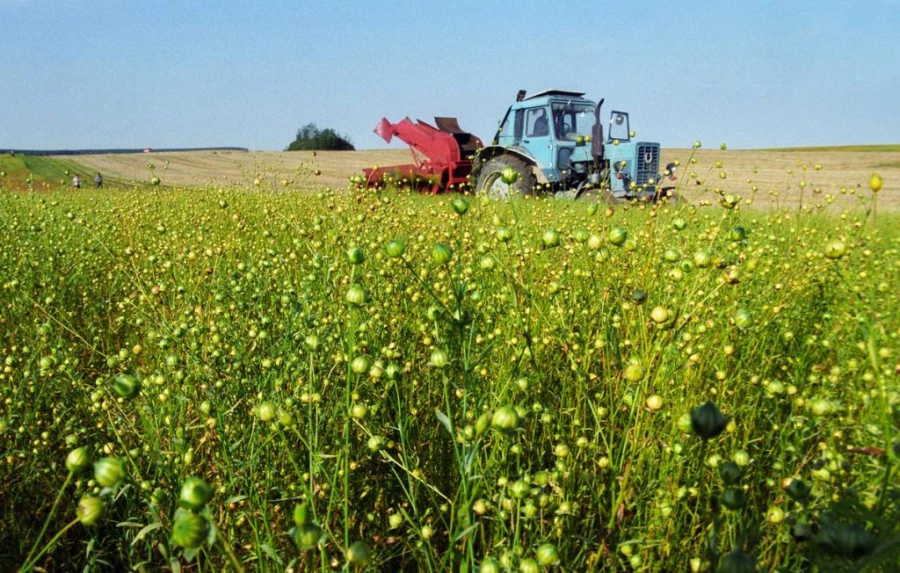 Поля маличного льна