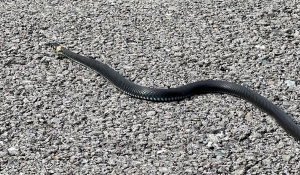 На усадьбе музея побывал большой черный уж.