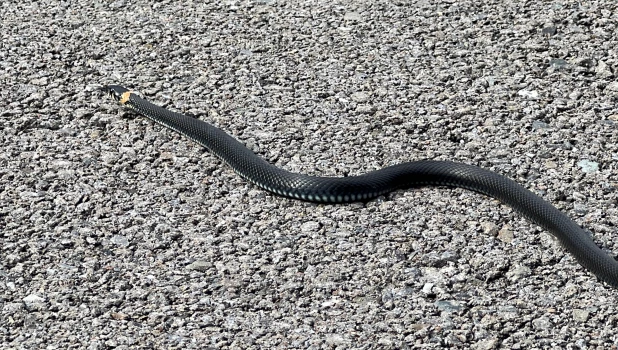 На усадьбе музея побывал большой черный уж.