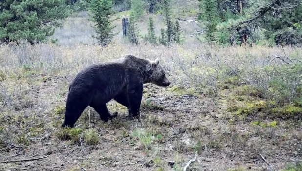 Зима в Алтайском заповеднике 