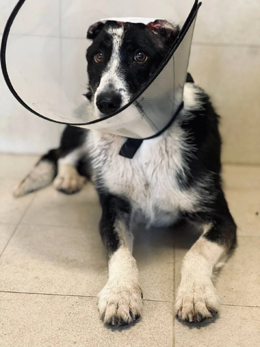 Собаке отрезали уши и сняли скальп.