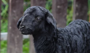 Маленький черный ягненок