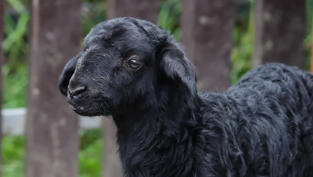 Маленький черный ягненок