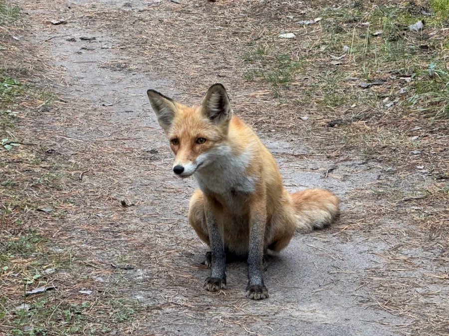 Лиса под Павловском