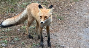 Лиса под Павловском