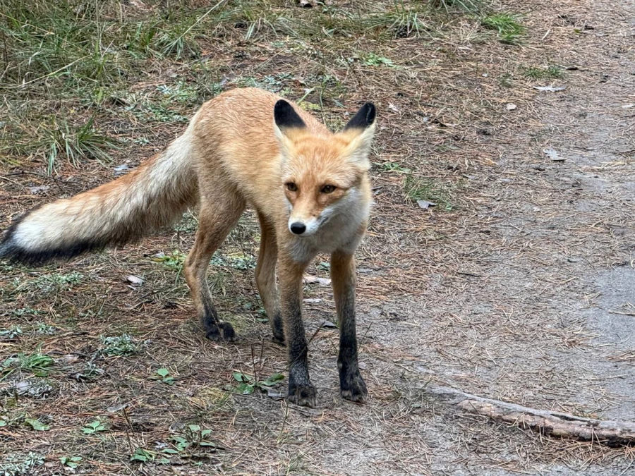 Лиса под Павловском