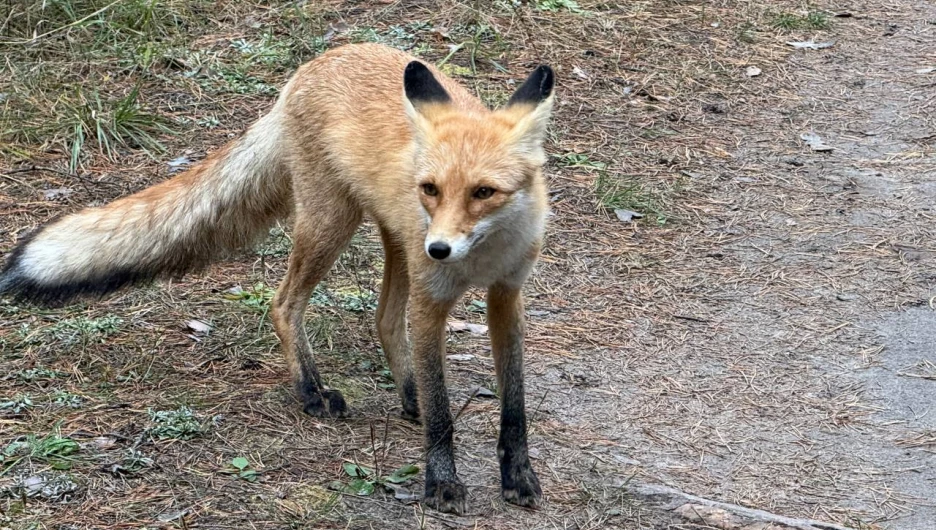 Лиса под Павловском