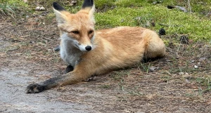 Лиса под Павловском