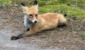 Лиса под Павловском