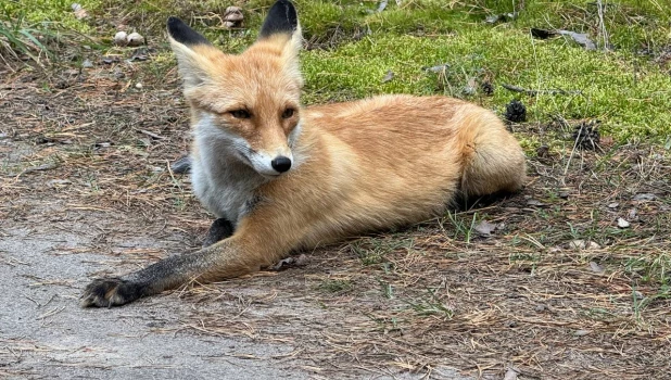 Лиса под Павловском