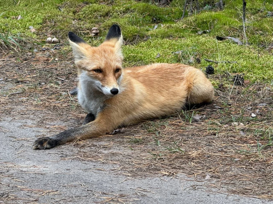 Лиса под Павловском