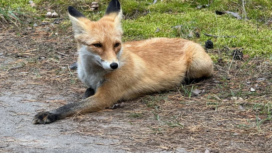Лиса под Павловском