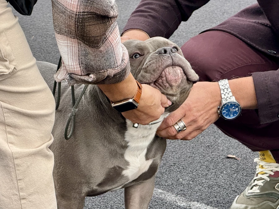 Выставка собак всех пород «Азия Осень 2025»