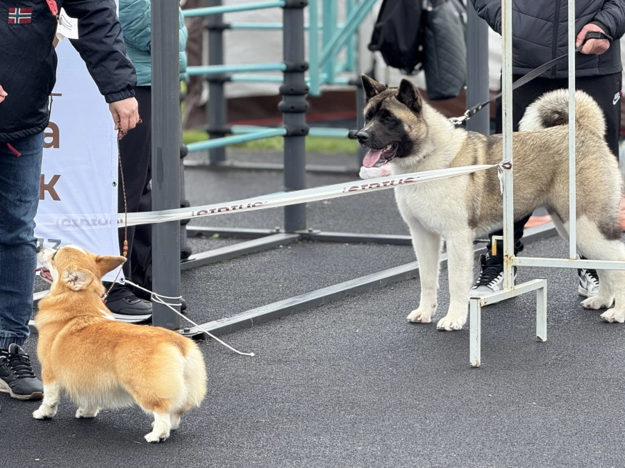 Выставка собак всех пород «Азия Осень 2025»