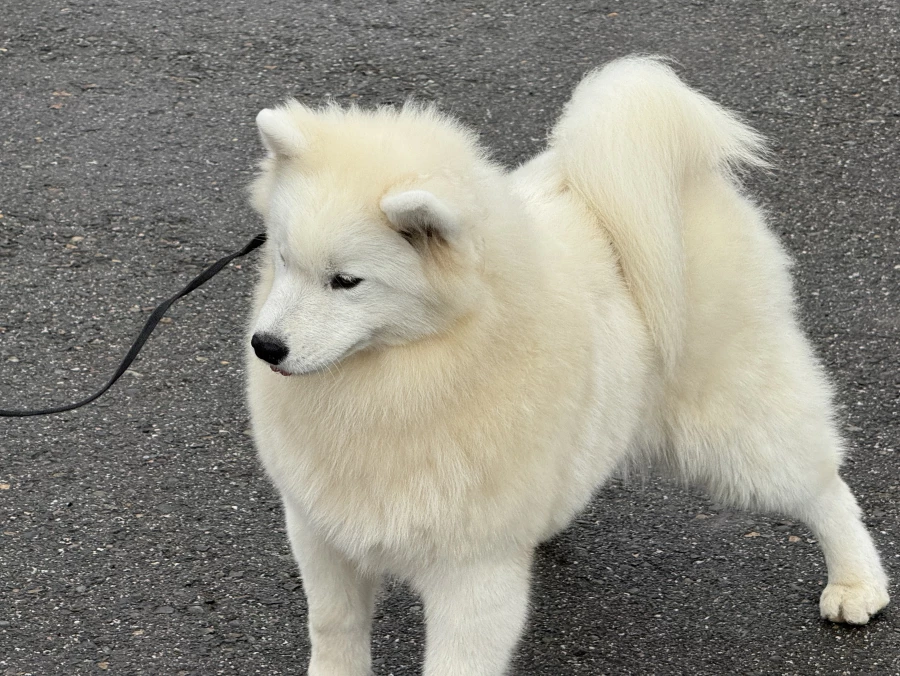 Выставка собак всех пород «Азия Осень 2025»