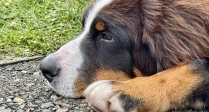 Выставка собак всех пород «Азия Осень 2025»