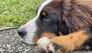 Выставка собак всех пород «Азия Осень 2025»